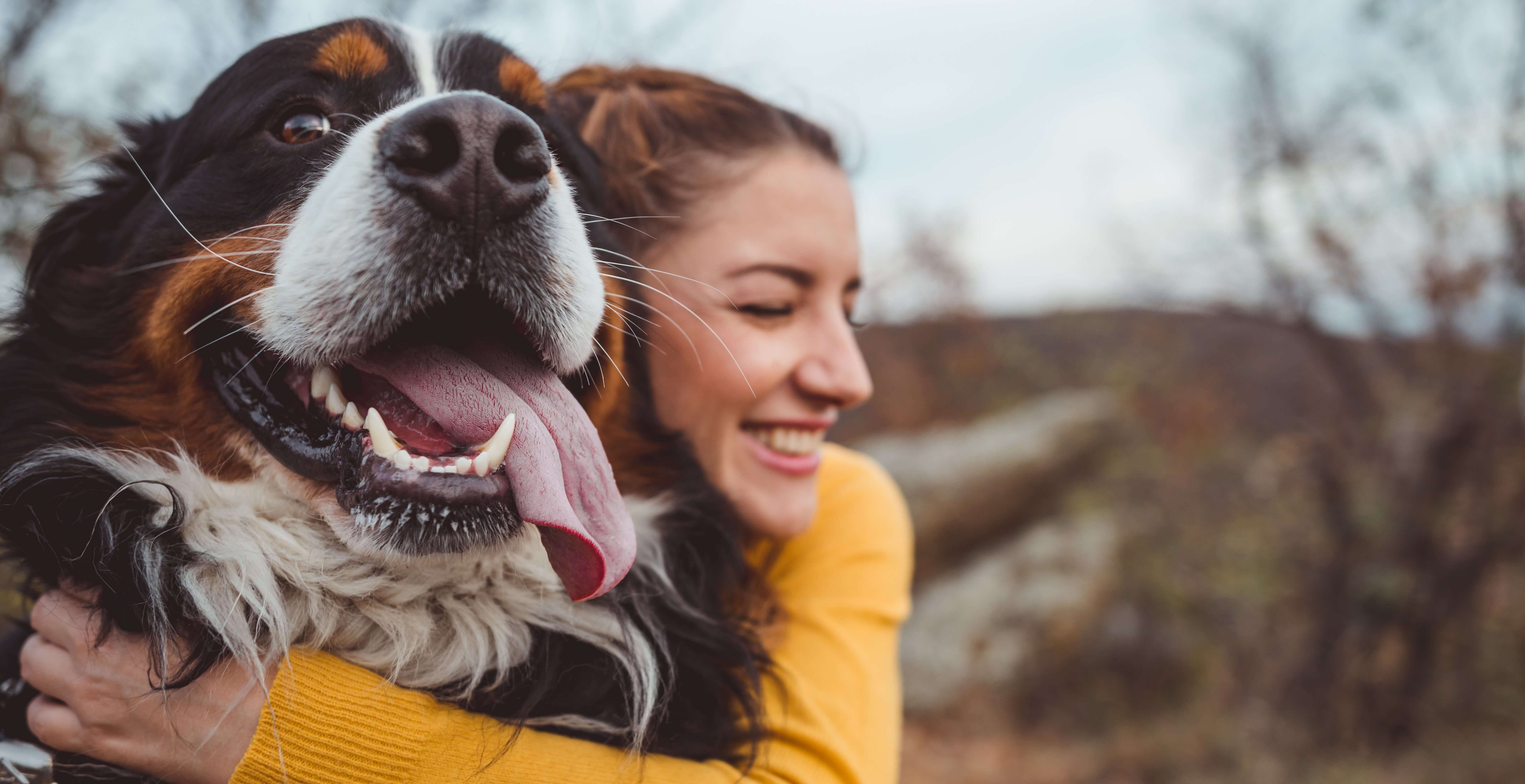 dog Hund zulegen: Was du vor dem Hundekauf beachten solltest!