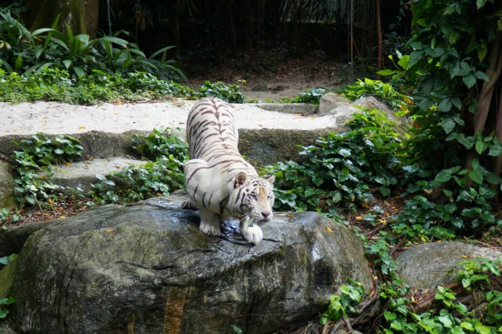 Zootier-Weisser-Tiger-1030x686 Tiere im Zoo fotografieren