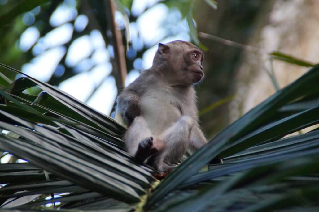 wildlife_affe_wildnis-1030x686 Wildlife-Fotografie