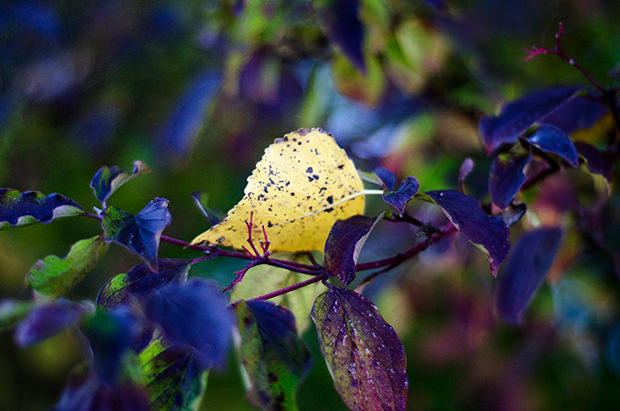 inspire_herbst_header_neu_620px Den Herbst fotografieren – Tipps von ifolor