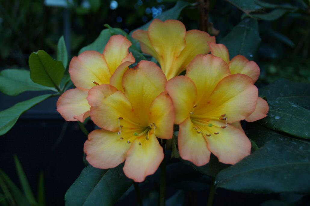 blume_geld-1030x686 Tipps zur Naturfotografie – Pflanzen und Blumen richtig fotografieren