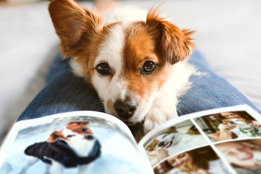 Fotoboken om mitt liv som hund