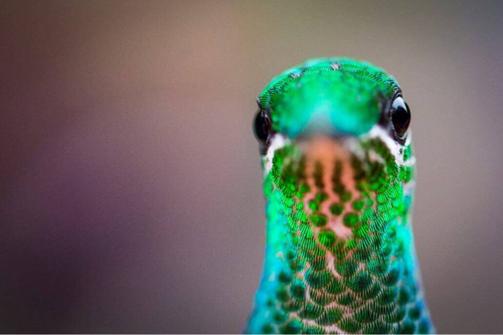 Kolibri-1030x687 Die besten Schweizer Naturfotografen