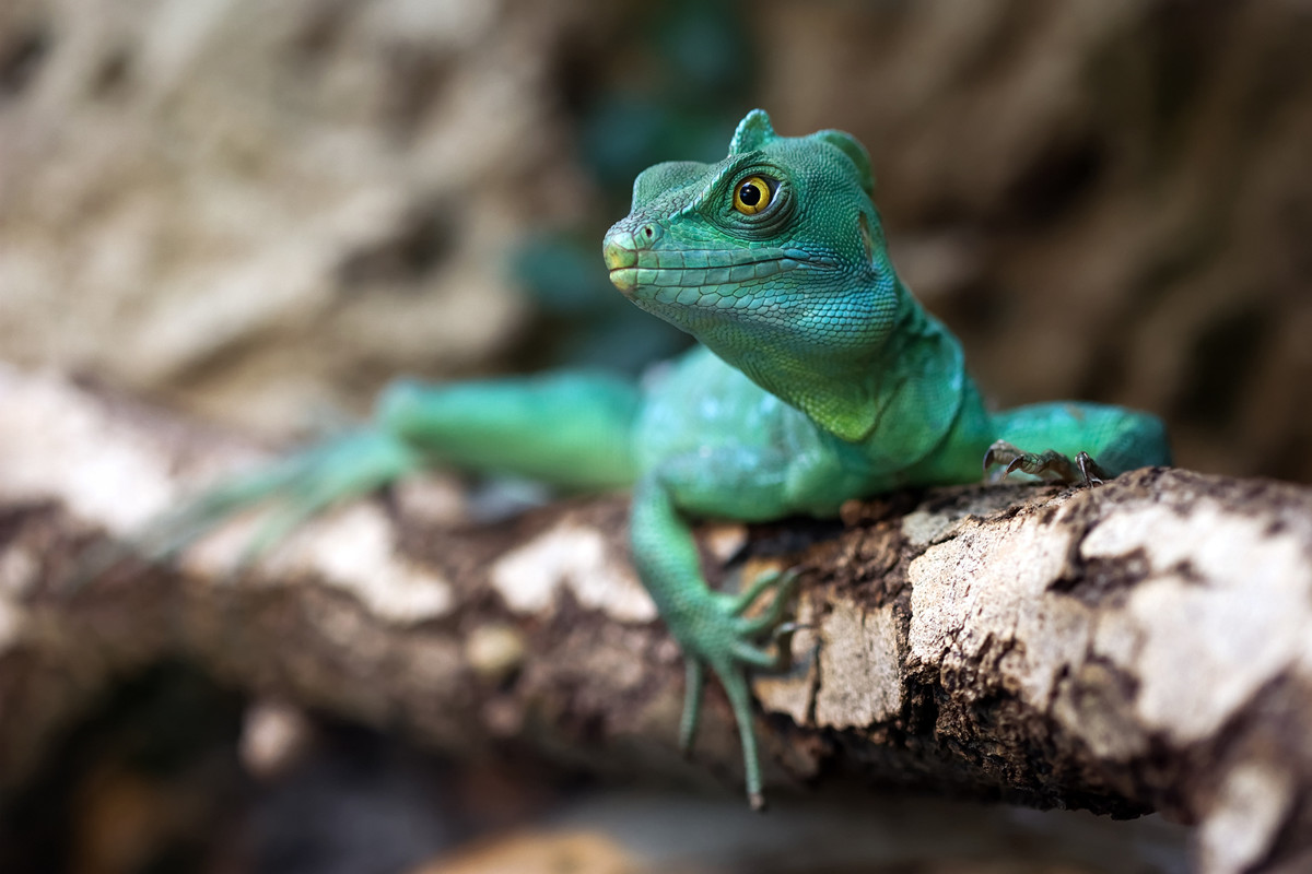inspire_makrofotografie_header_1200px Faszinierende Makrofotos schiessen – 9 ifolor Fotohacks