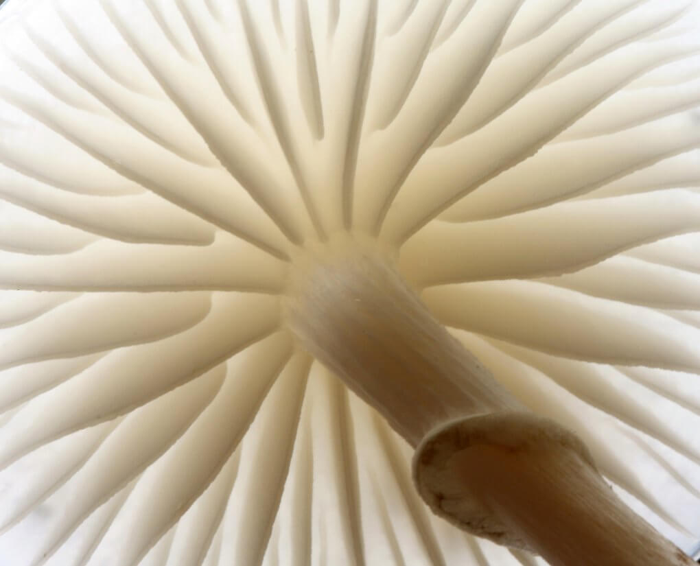 makroaufnahme-pilz Hilfsmittel in der Makrofotografie – Nahlinse & Co.