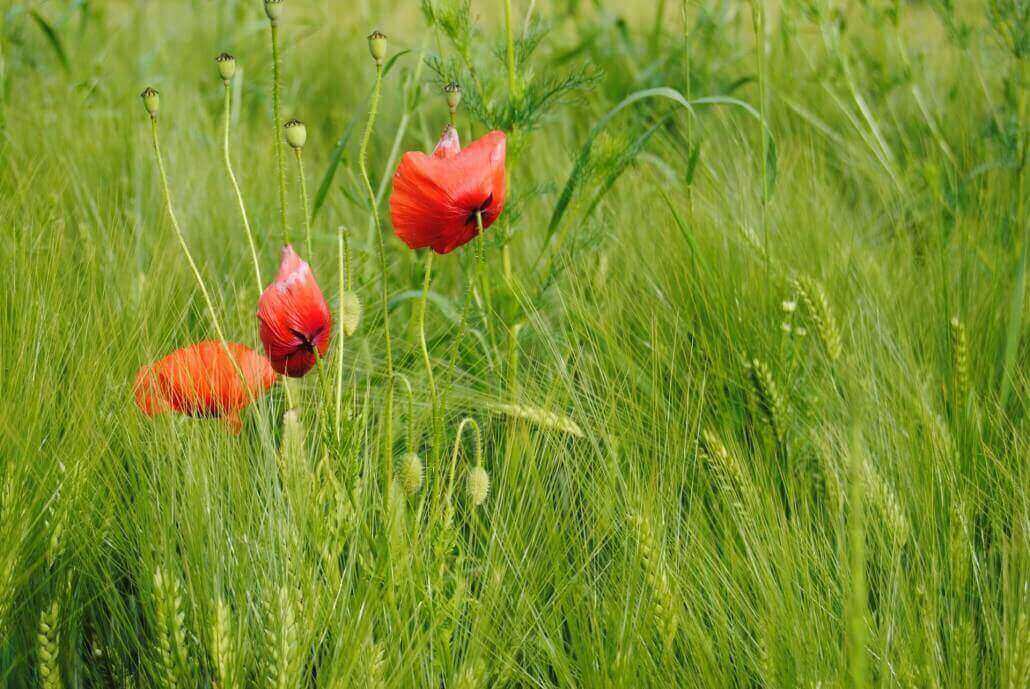 Mohn-auf-einer-Wiese-1-1030x689 Crop-Faktor bei DSLR-Kameras – Auswirkungen und Berechnung