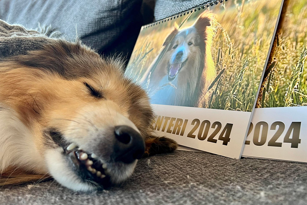 Seppo-koira ja Ifolor