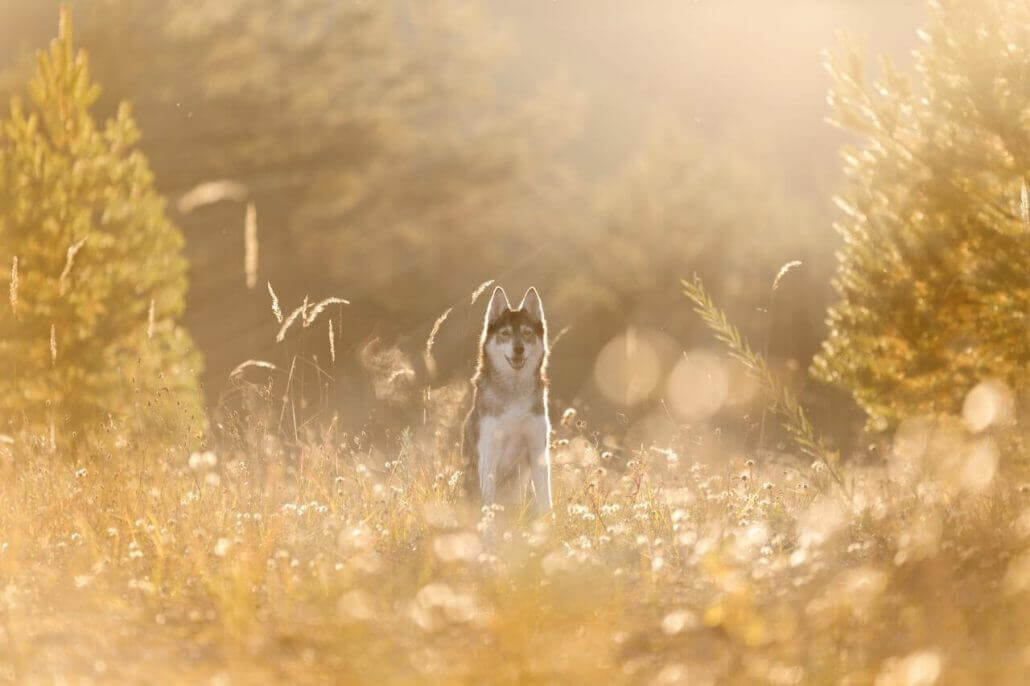 Husky-Hündin-by-Photo-Passion-1030x686 Die besten Schweizer Tierfotografen
