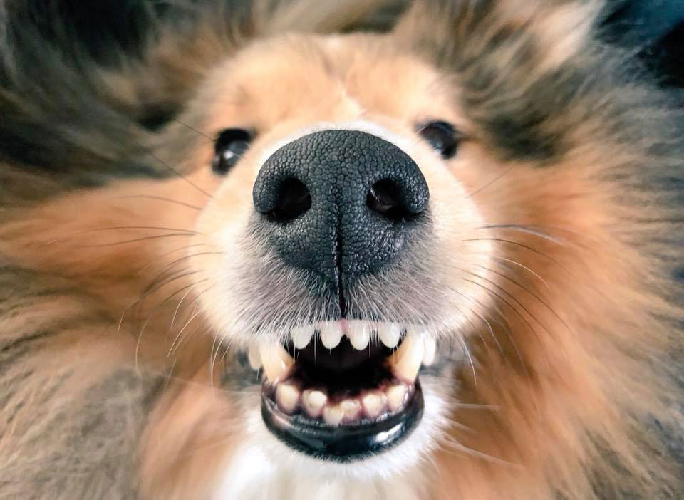 Näin otat hauskoja kännykkäkuvia koirastasi